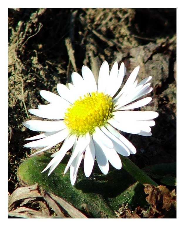 Primavera1