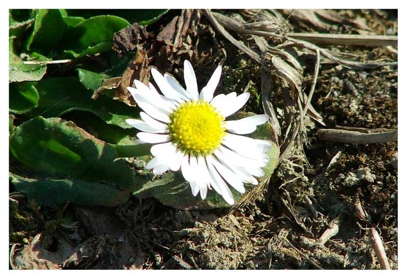 Primavera2
