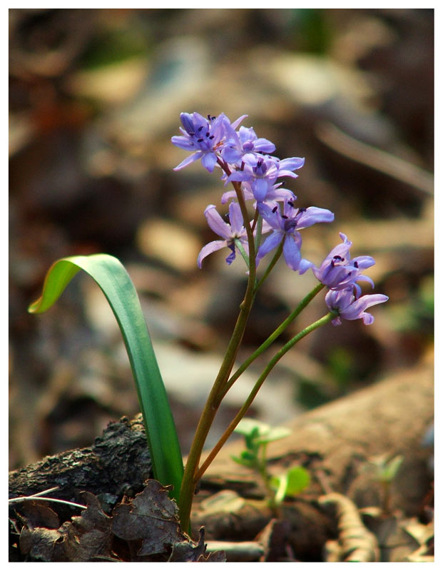 violette