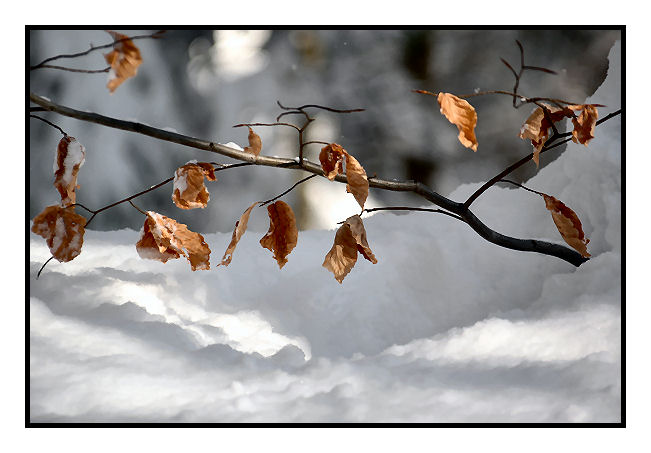 Winter Poem: Everything Ends