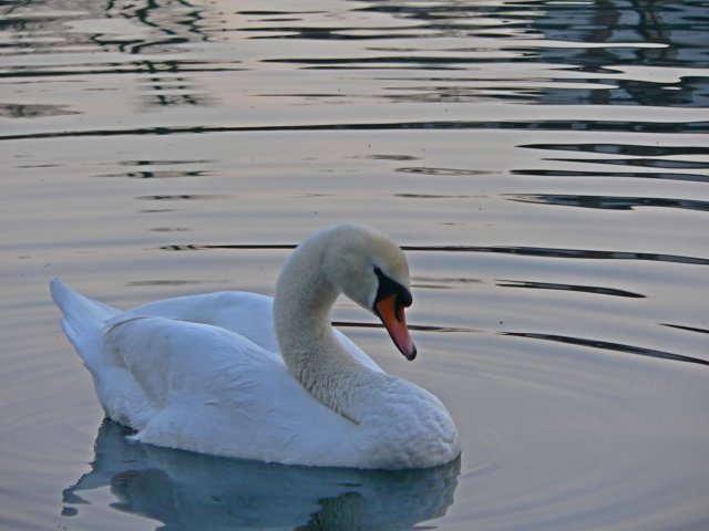 Cigno...