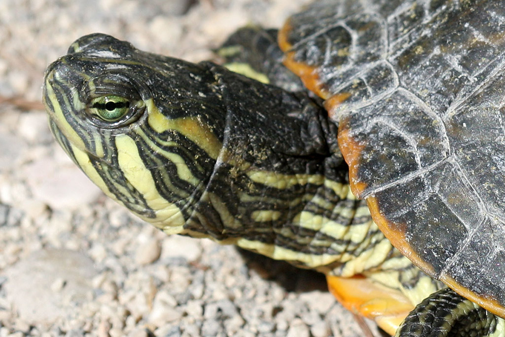 PP di Trachemys scripta