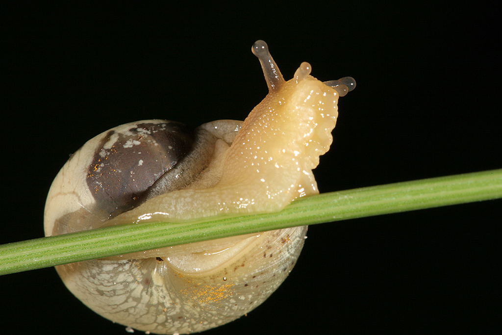 Lumachina (2)