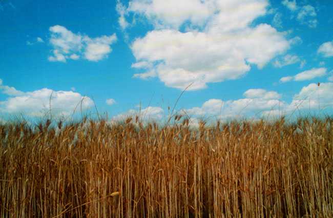 campagne toscane