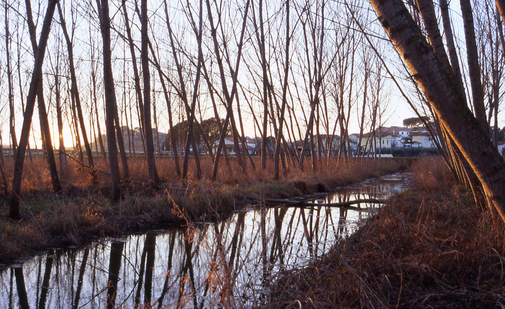 Padule di Fucecchio