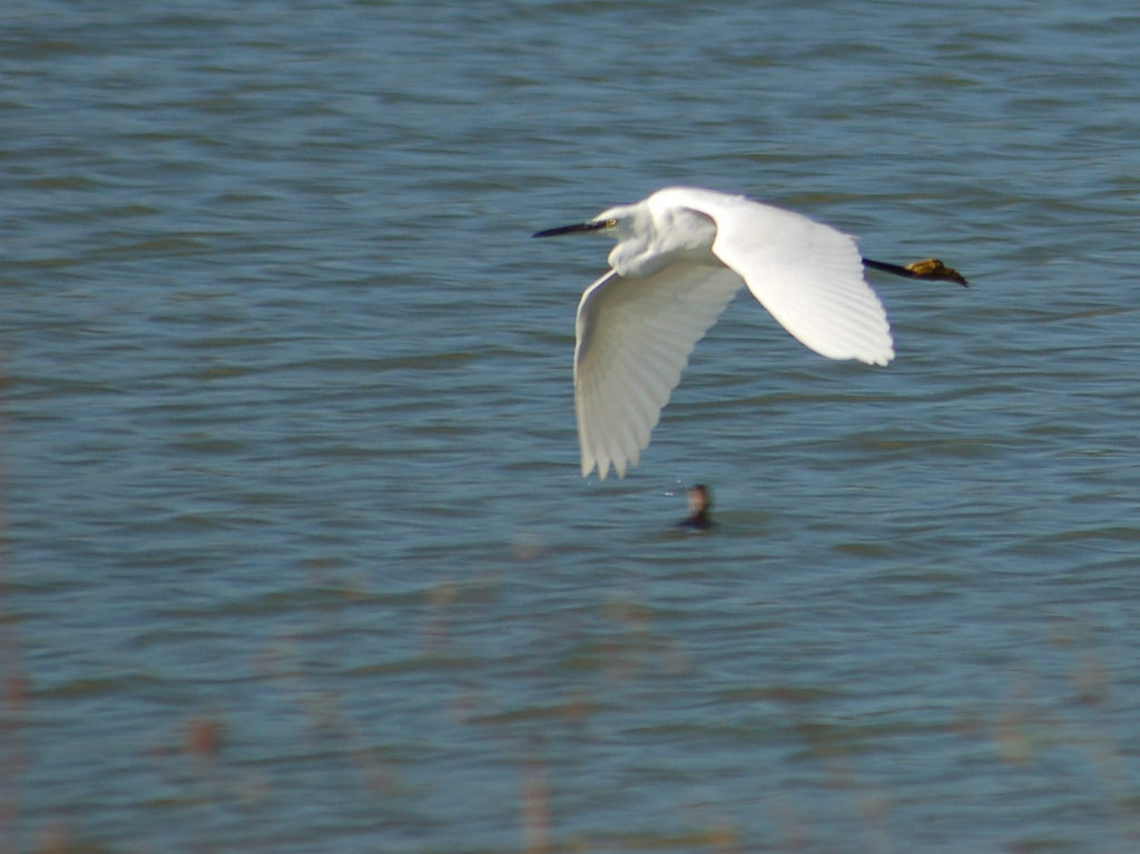 Volo radente