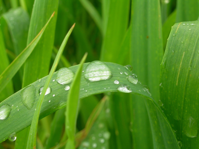 Verde acqua