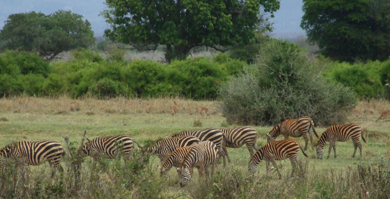 zebre un po' sporchine