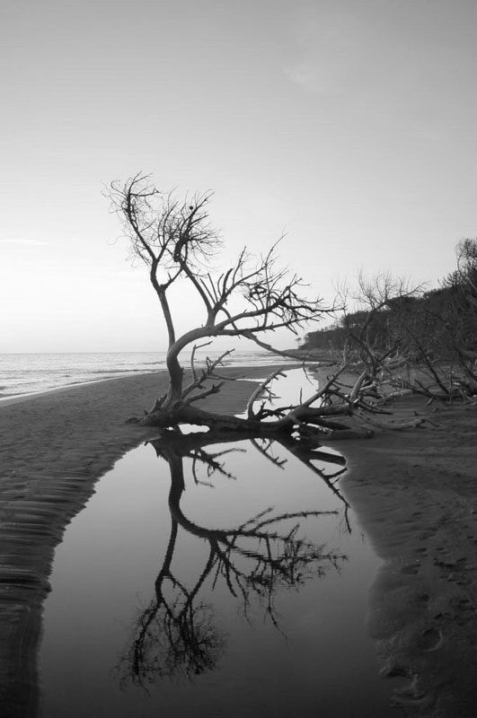 Maremma1