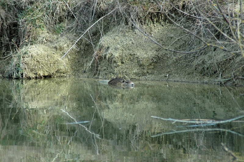 Nutria
