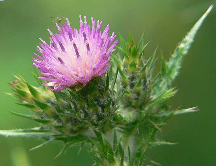 Il cardo