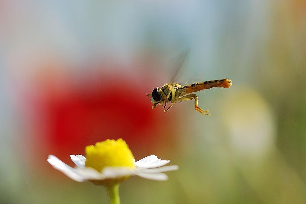Insetti in volo