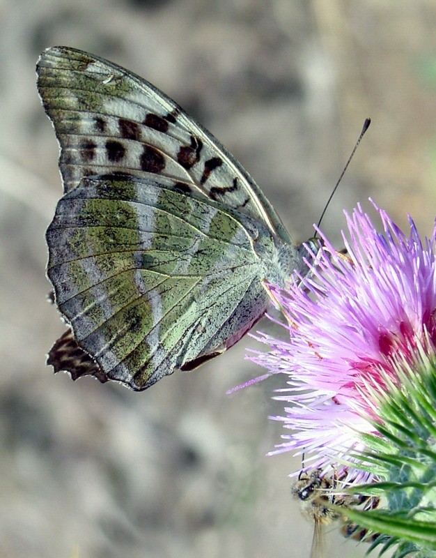 farfalla