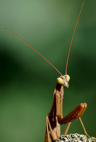 primissima mantide