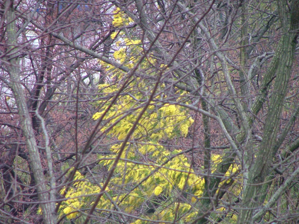 Le mimose e la primavera