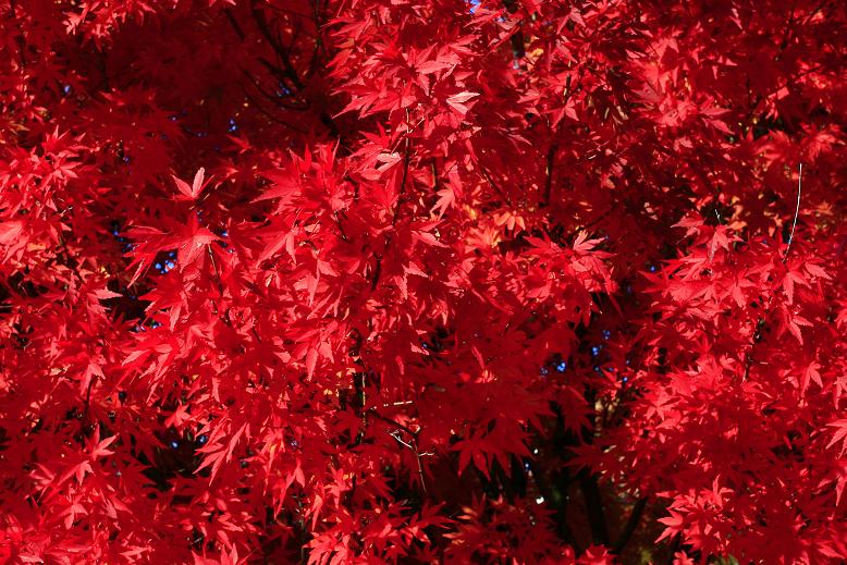 autunno fiammante