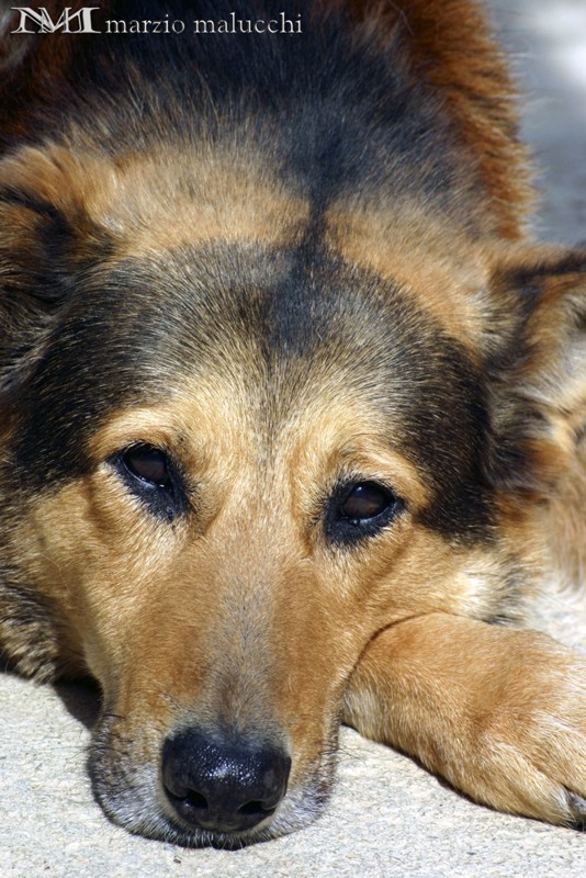 amico 4