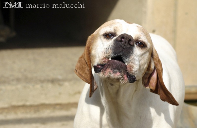 amico 6