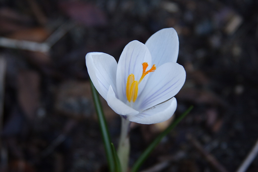 Fiore