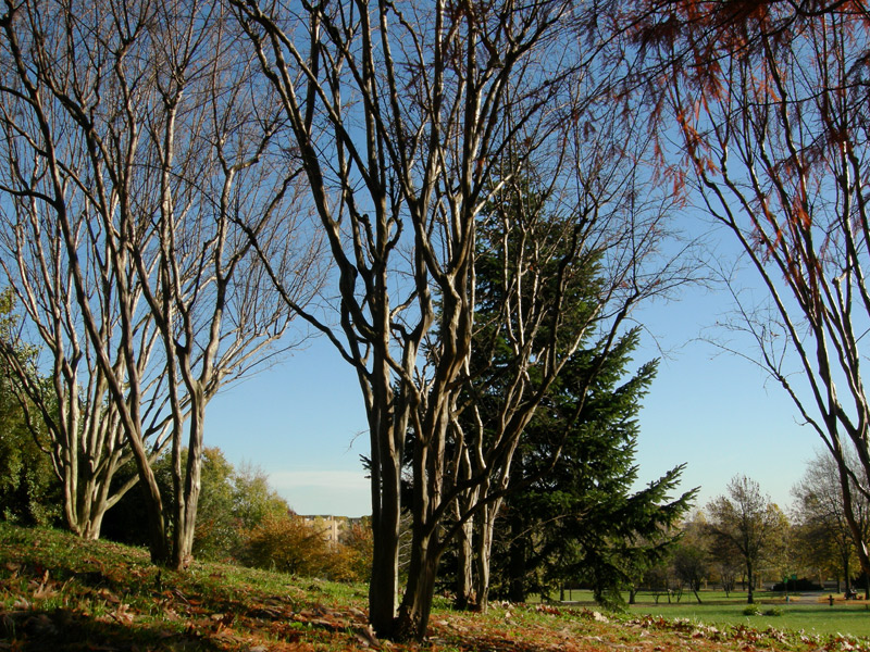 Piccolo parco12