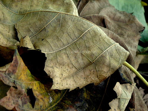 Autunno