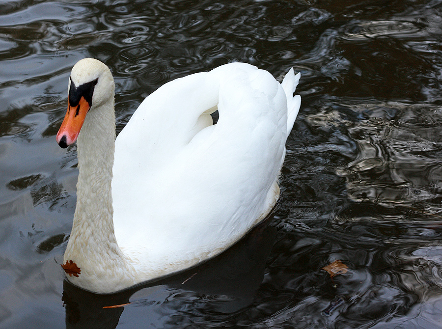 Cigno