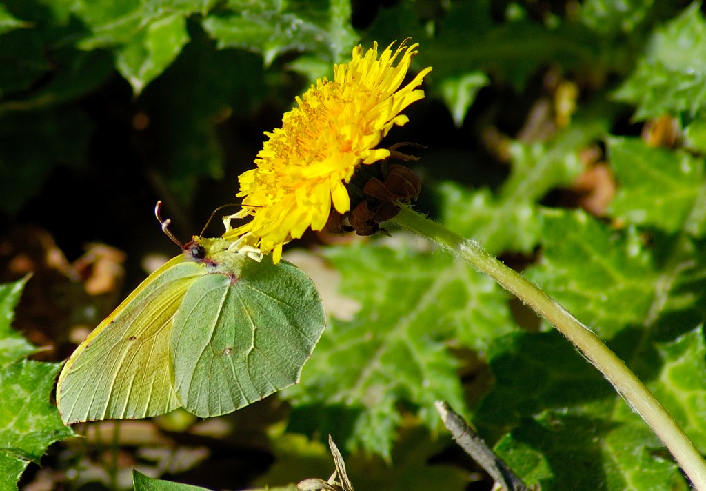 Farfalla