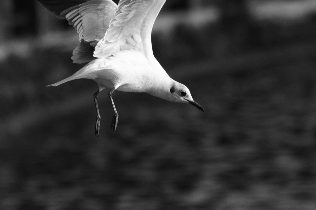 gabbiano in volo 2