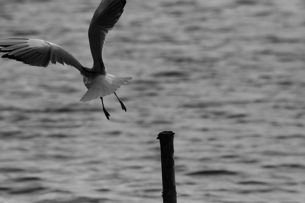 gabbiano in volo 3