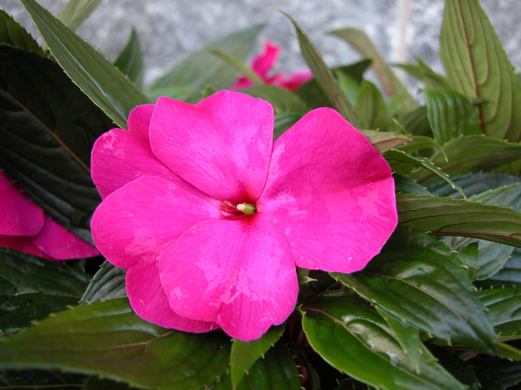 Fiore