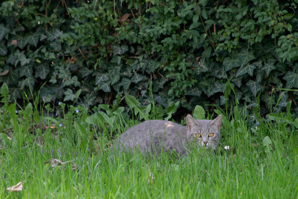 Gatto
