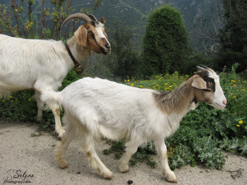 Caprette a passeggio