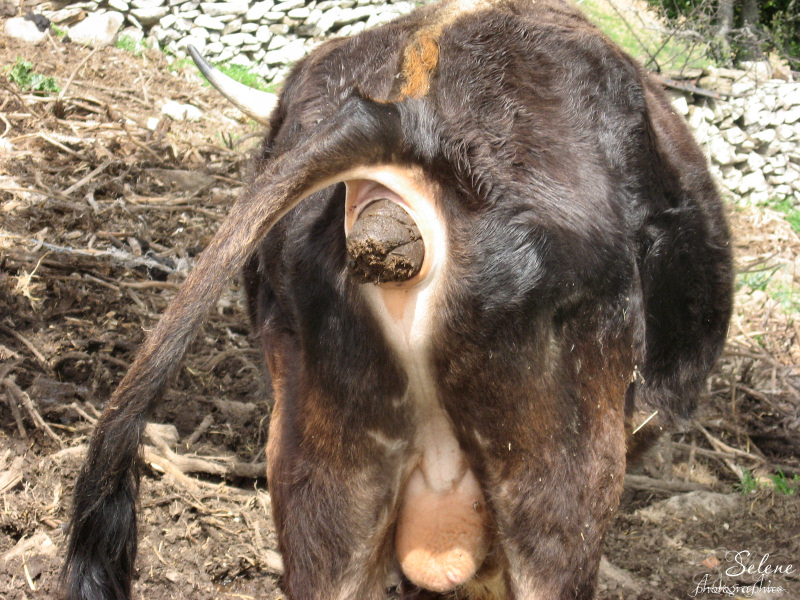 Idilliaca visione