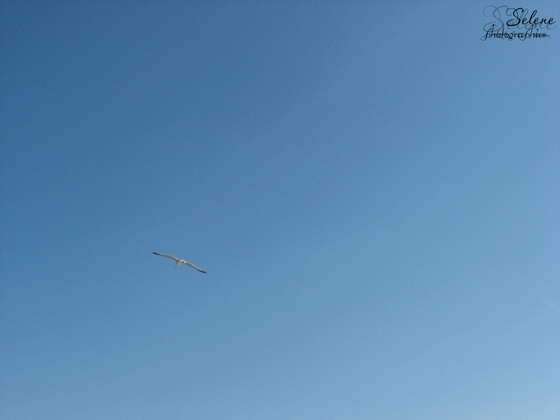 Freedom