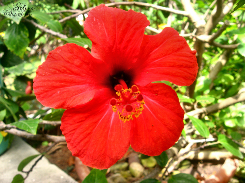 Ibiscus