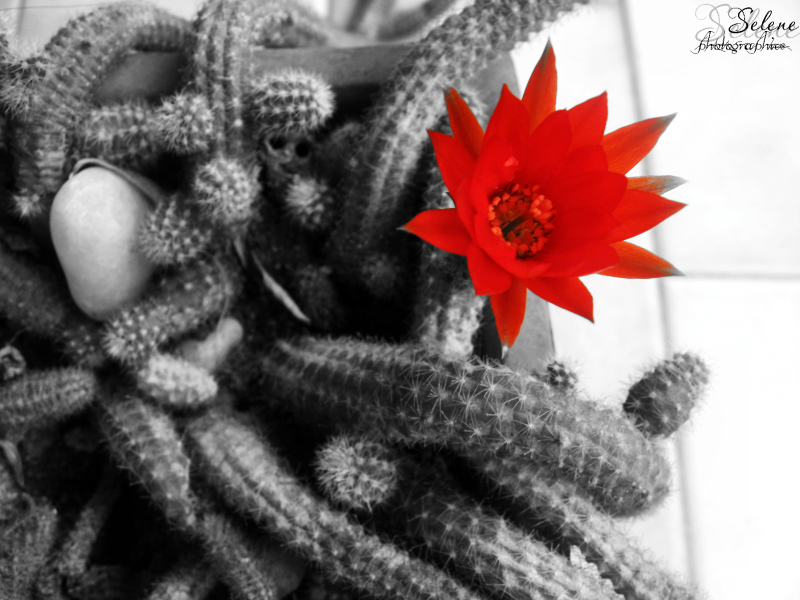 Un morbido fiore nelle spine