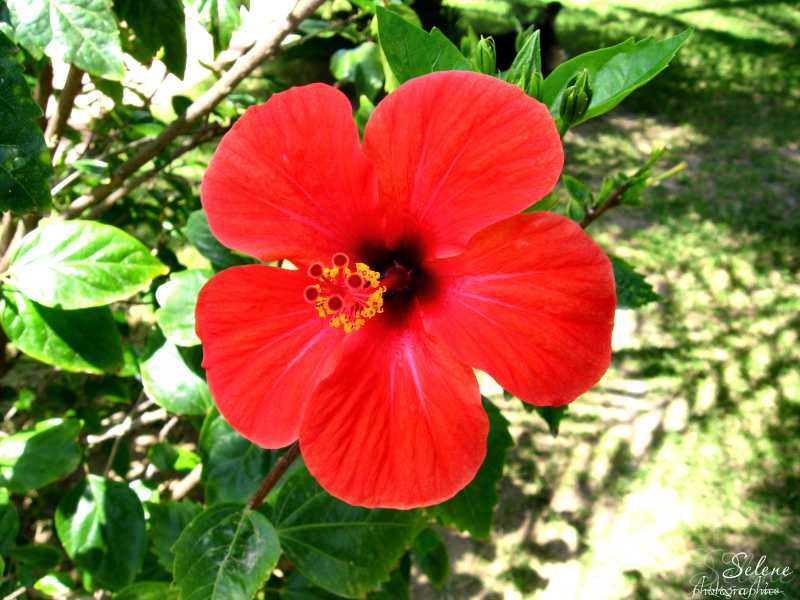 Ibiscus rosso