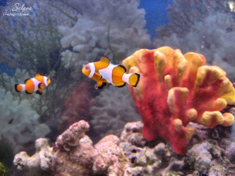 Nemo