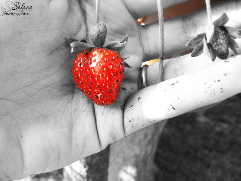 Fragola