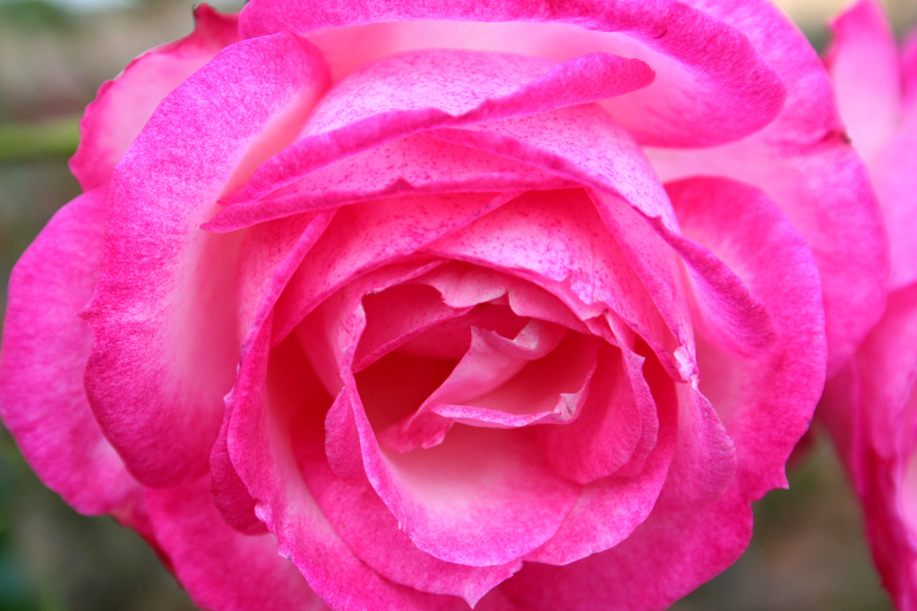 Rosa Rosa...