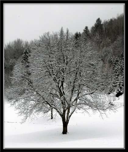 albero