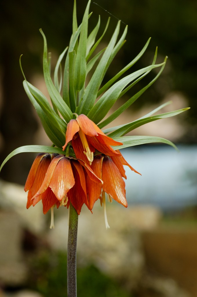 Fiore2