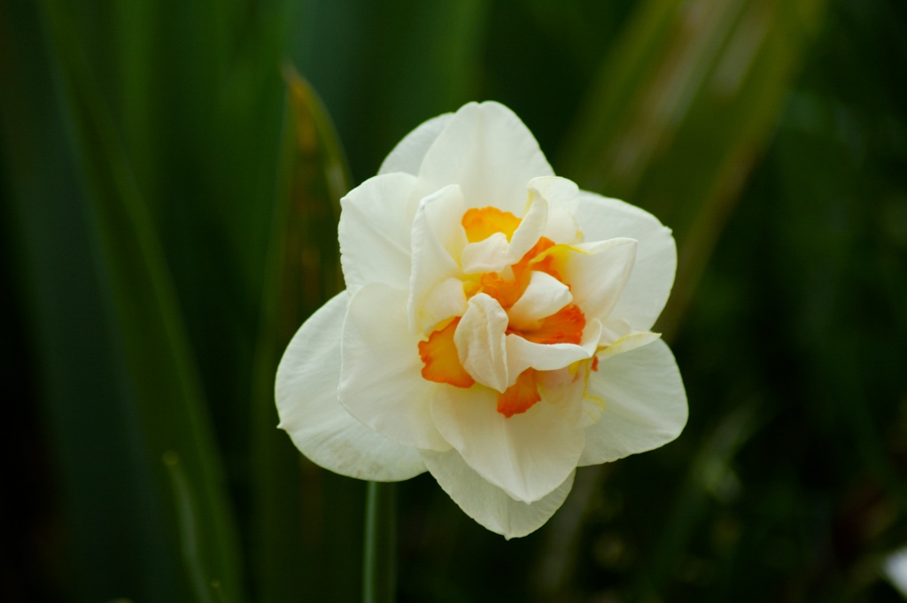 Fiore