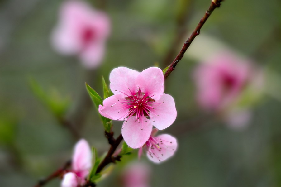 primavera