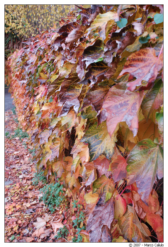 Autumn leaves