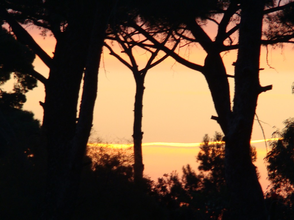tramonto tra i rami 15x