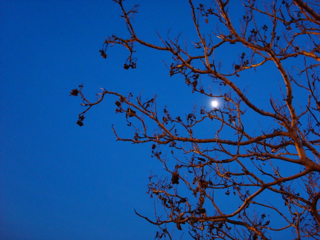 luna tra i rami di sera