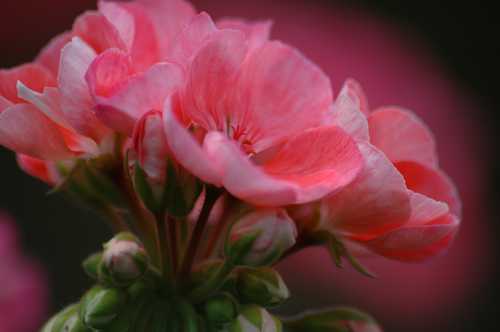 FIORI