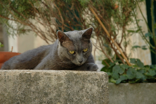 gattone