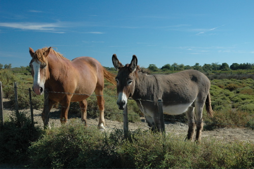 CAVALLO E ASINO